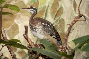 Sonnenralle (Eurypyga helias) © Aggi Schmid