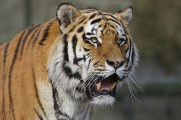 Plakat Sibirische Tiger (Panthera tigris altaica) oder Amurtiger, Ussuritiger