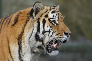 Sibirische Tiger (Panthera tigris altaica) oder Amurtiger, Ussuritiger