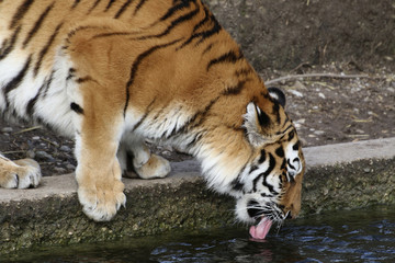Fototapeta na wymiar Sibirische Tiger (Panthera tigris) am Wasser