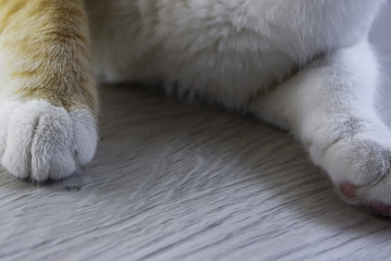 Ginger cat claws