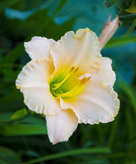 Fototapeta premium lily flowers close-up