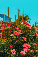 Tropical flowers location. Canary island. Travel mood