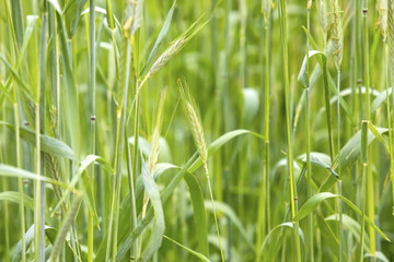 
Green ears of barley