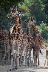 Towering Giraffes