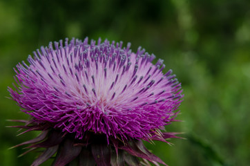 Profile of Purple Thistle in Colorado Mountains