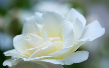 Fototapeta premium White rose isolated on green.