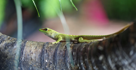 Multi-colored green lizard crawling on a tree
