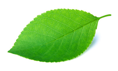 Fototapeta na wymiar Cherry leaf isolated on a white background with clipping path. One of the best isolated cherry leaves that you have seen.