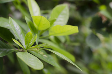 young green leafs background and bright