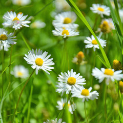 White daisies