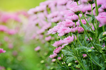 Pink Chrysanthemum flowers in plantation