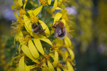 Bugs on leopard plant