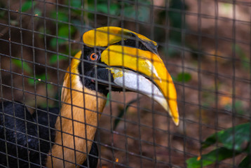 Close up Great hornbill