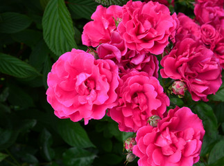 Rose flowers in the spring garden.