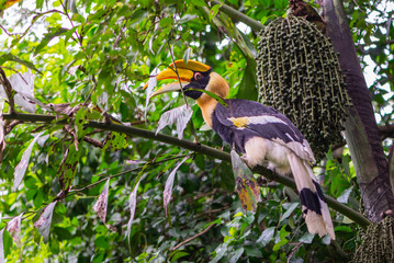 Beautiful Great hornbill on tree