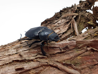 Hirschkäfer Weibchen auf Baumrinde auf weißem Hintergrund