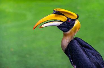 Beautiful portrait of  Great hornbill