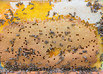 honeycomb with honey and bees from the hive