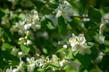 Beautiful blooming jasmine branch with white flowers.