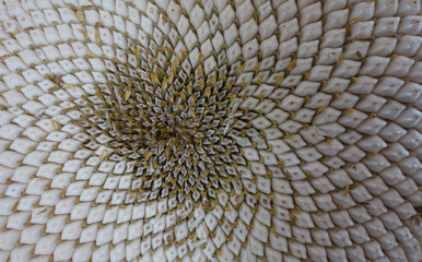 .Nahaufnahme einer Sonnenblume mit Kernen.....