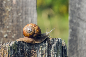 snail on a stump