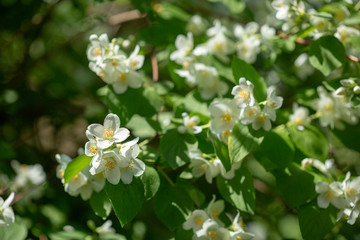 Obraz na płótnie Canvas Beautiful blooming jasmine branch with white flowers.