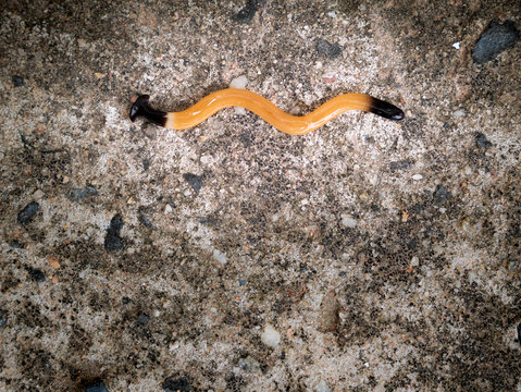 Land Planaria Crawl Zig Zag