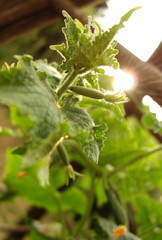 junge Gurkenpflanze im Gem&uuml;segarten bei Sonnenschein.....