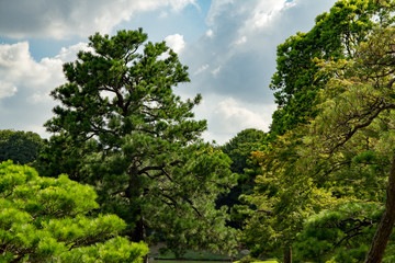 Fototapeta premium 公園