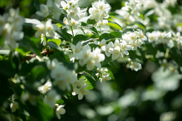 Beautiful blooming jasmine branch with white flowers.