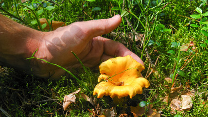 The mushroom picker found the chanterelles in the forest. The hand is going to rip off a big juicy chanterelle © SVIATLANA