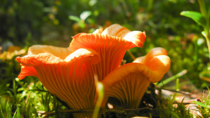 Trio of fresh chanterelles closeup