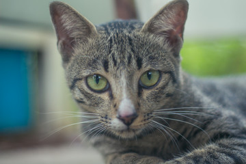 cute animal cat, poor brown, black