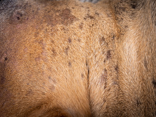 Skin Disease of The Brown Dog
