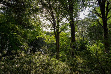 Obraz premium 公園