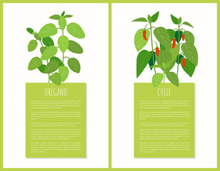 Oregano and Chile Plants Isolated Vector Cards