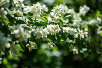 Fototapeta premium Beautiful blooming jasmine branch with white flowers.
