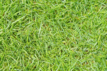 Green grass