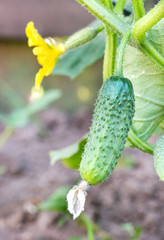 Young cucumber on stem