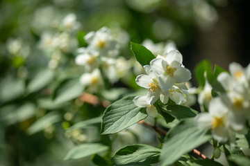 Fototapeta premium Beautiful blooming jasmine branch with white flowers.