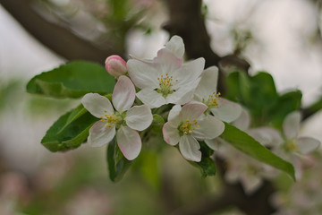Cherry flowers in full bloom during spring time