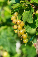 Yellow currant branch