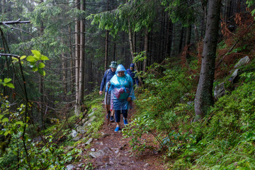 Obraz premium Group of senior tourists with backpack hiking in rainy forest