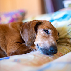 Old pretty  dachshund
