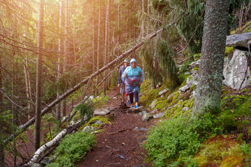 Obraz premium Group of senior tourists with backpack hiking in rainy forest