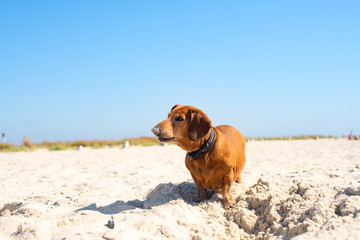Funny old dog digs a hole on a beach
