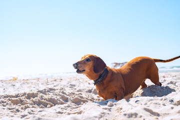 Funny old dog digs a hole on a beach