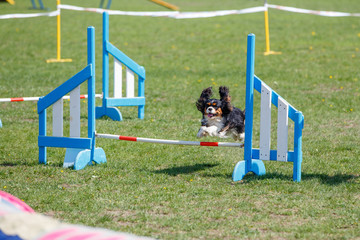 Cavalier king charles spaniel jumping over hurdle in agility competition