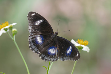 Closeup of a male Hypolimnas bolina butterfly in front of two small flowers; isolated by shallow depth of field.